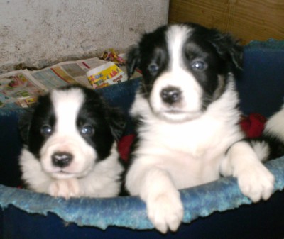 [doisborders[1].jpg]